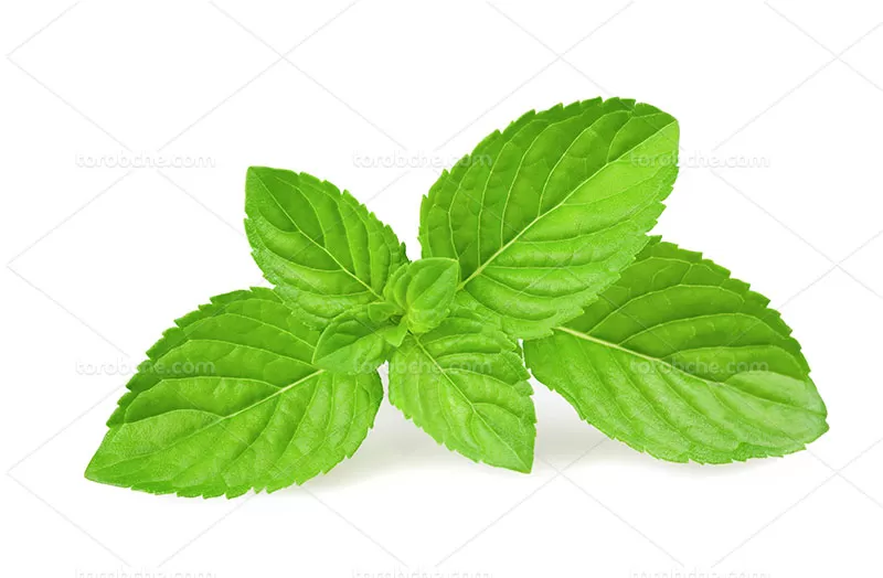 عکس نعنا تازه | گرافیک با طعم تربچه