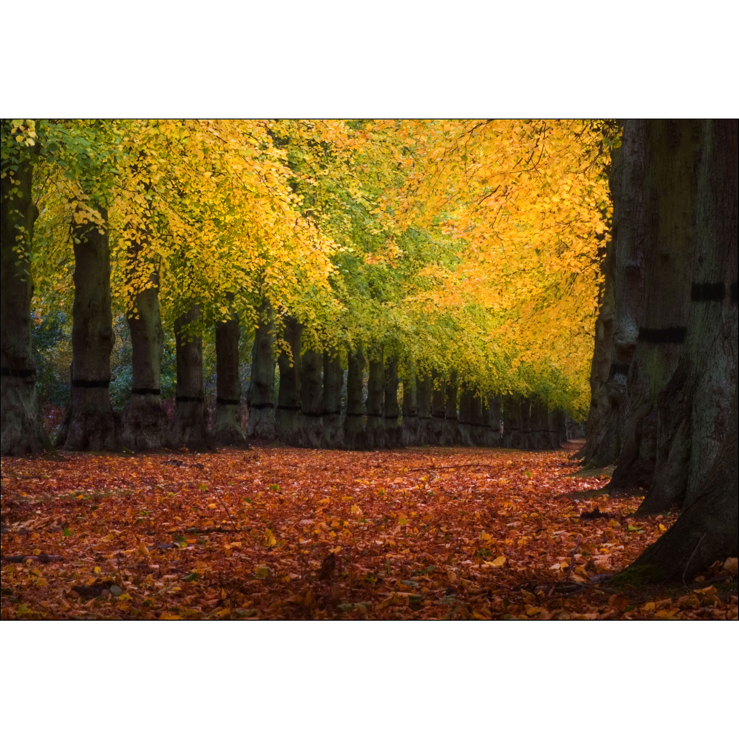 تابلو شاسی مدل درخت و برگ پاییزی زرد و نارنجی T7078