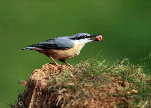 خرید و دانلود عکس Animals-Part-3 - کیفیت بالا | پیک فاکس | Pic Fox