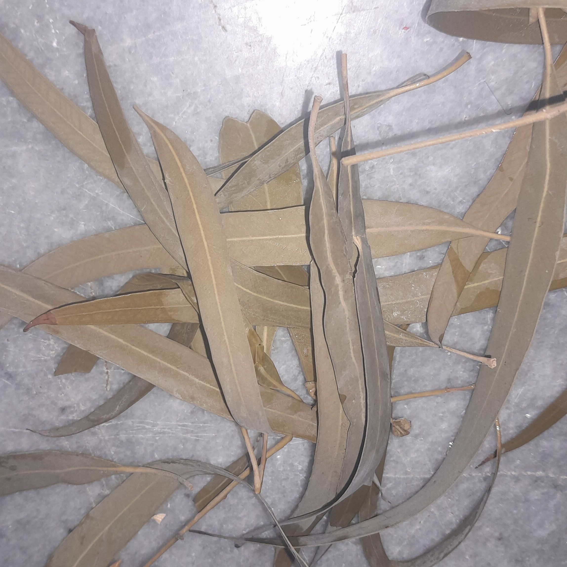 عصاره اکالیپتوس  100cc