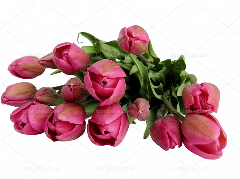 عکس گل لاله با کیفیت بالا | گرافیک با طعم تربچه