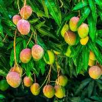 کود تقویتی مخصوص درخت انبه ظرافت