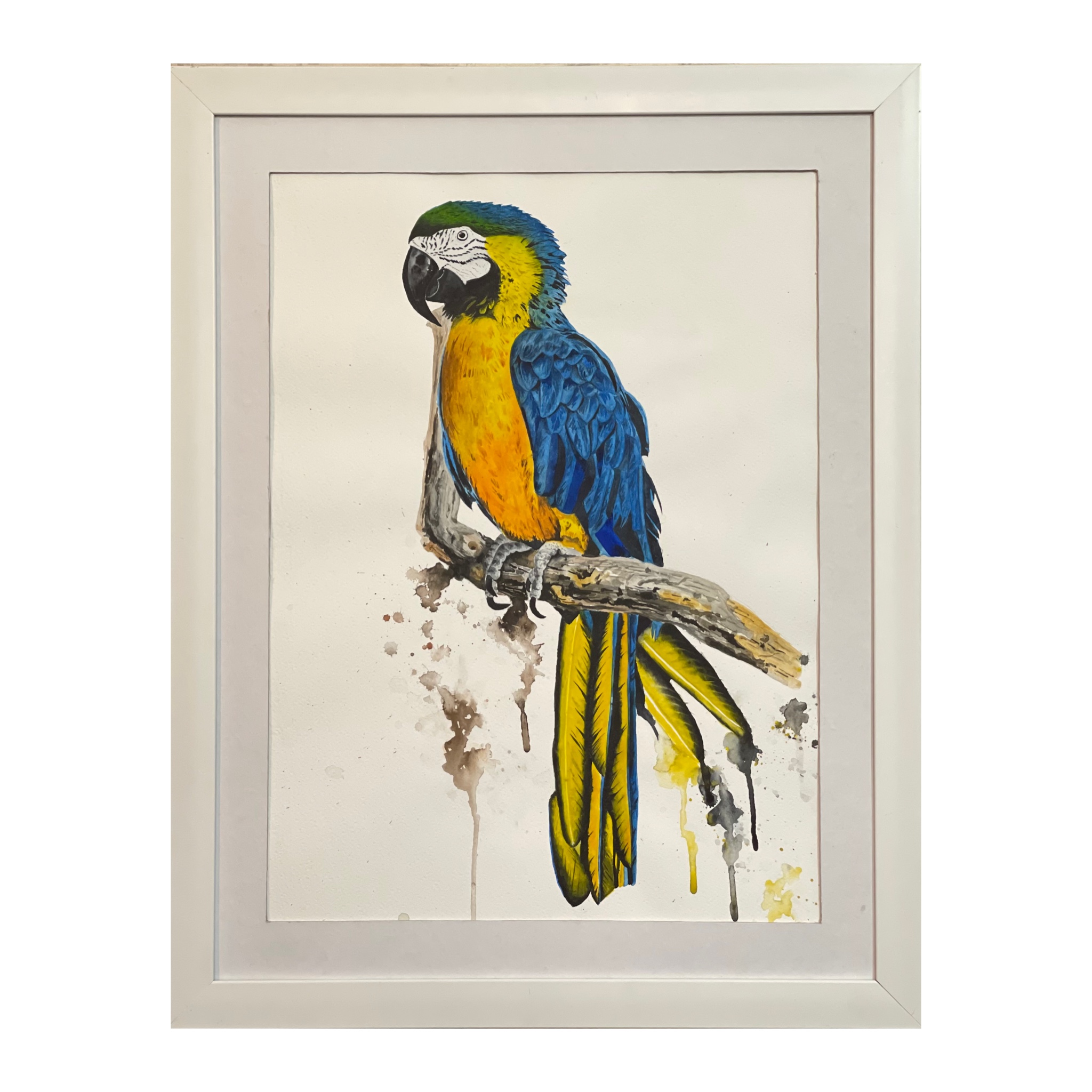 تابلو نقاشی آبرنگ مدل طوطی zh08