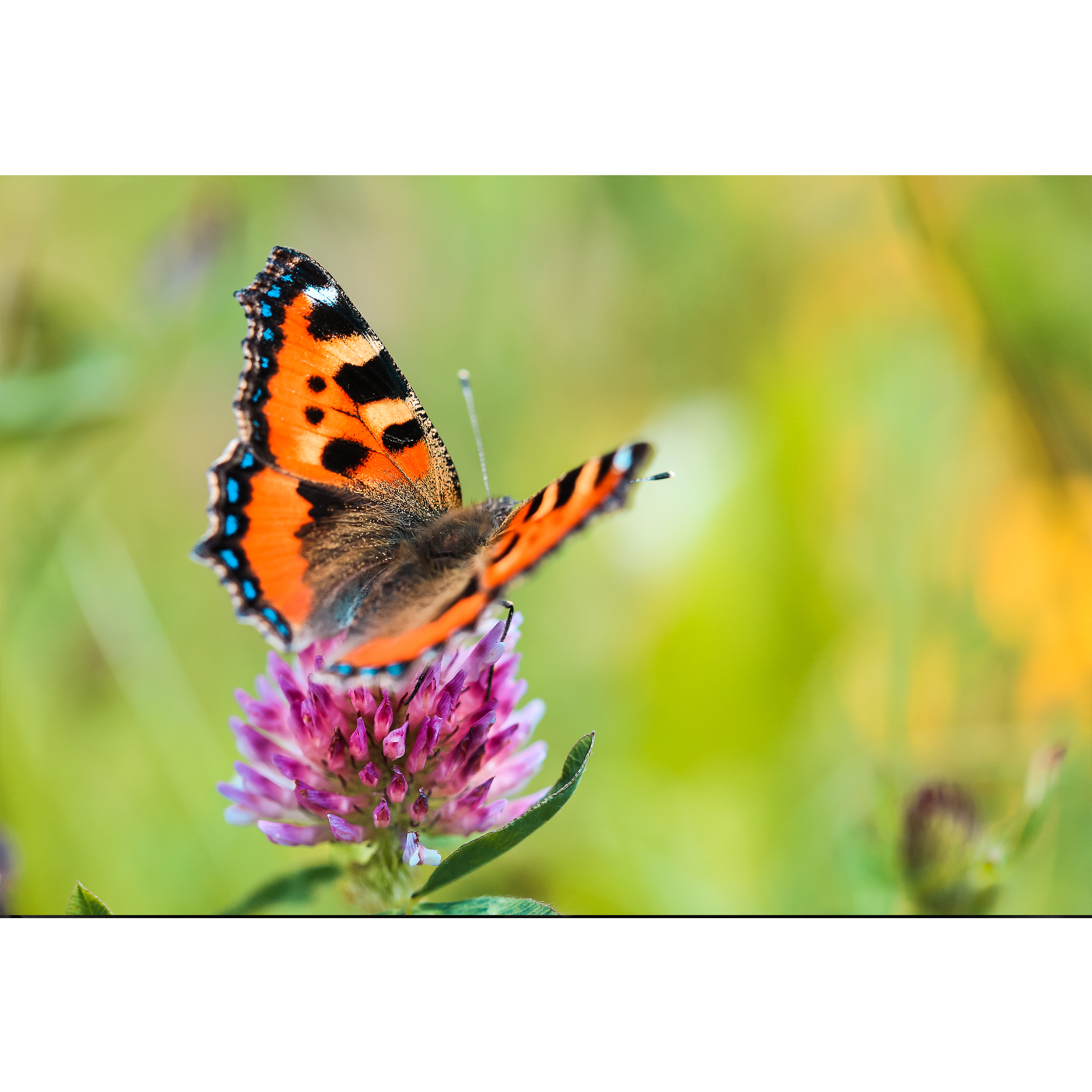 تابلو شاسی طرح گل و پروانه مدل T1035