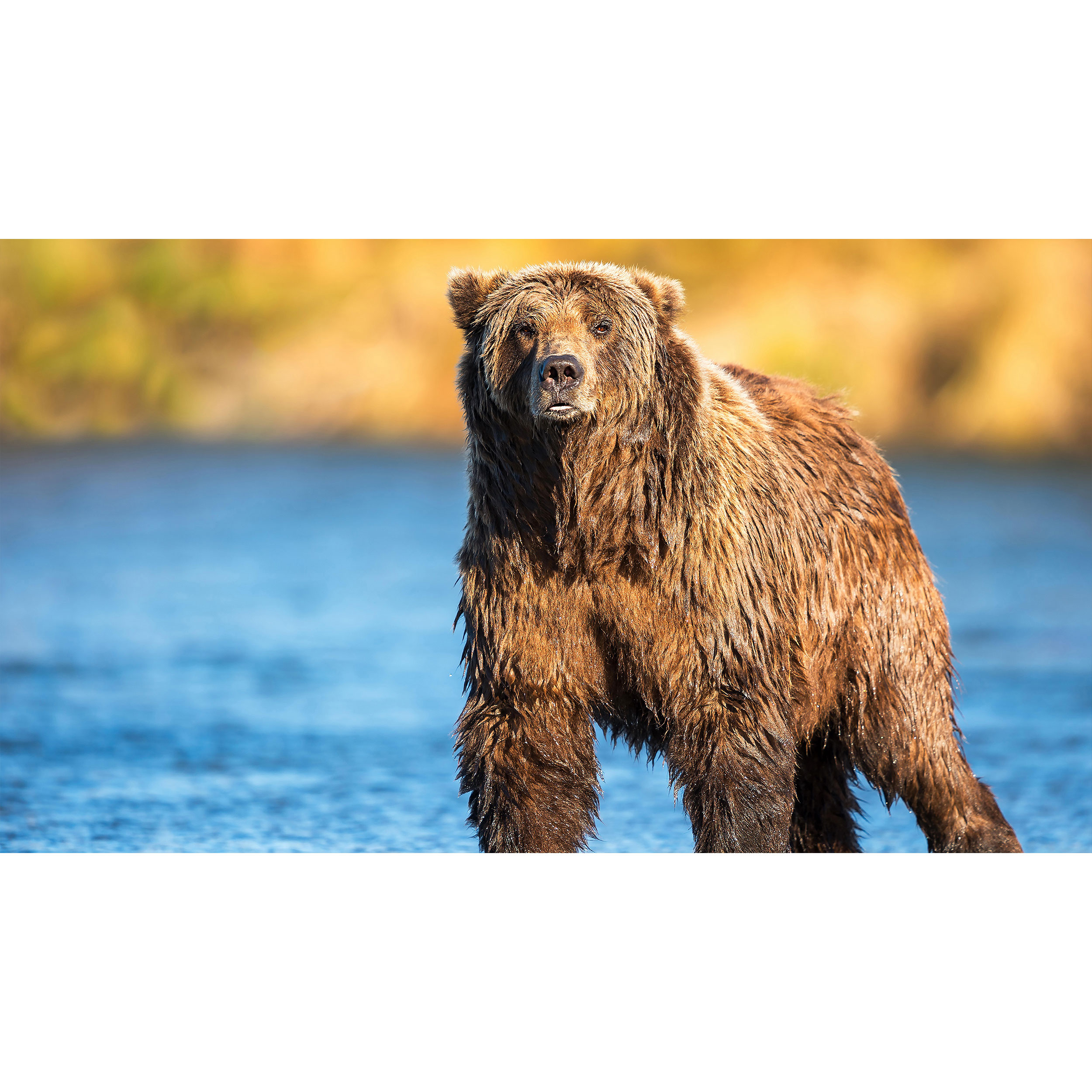 تابلو شاسی طرح خرس و رودخانه مدل T7870