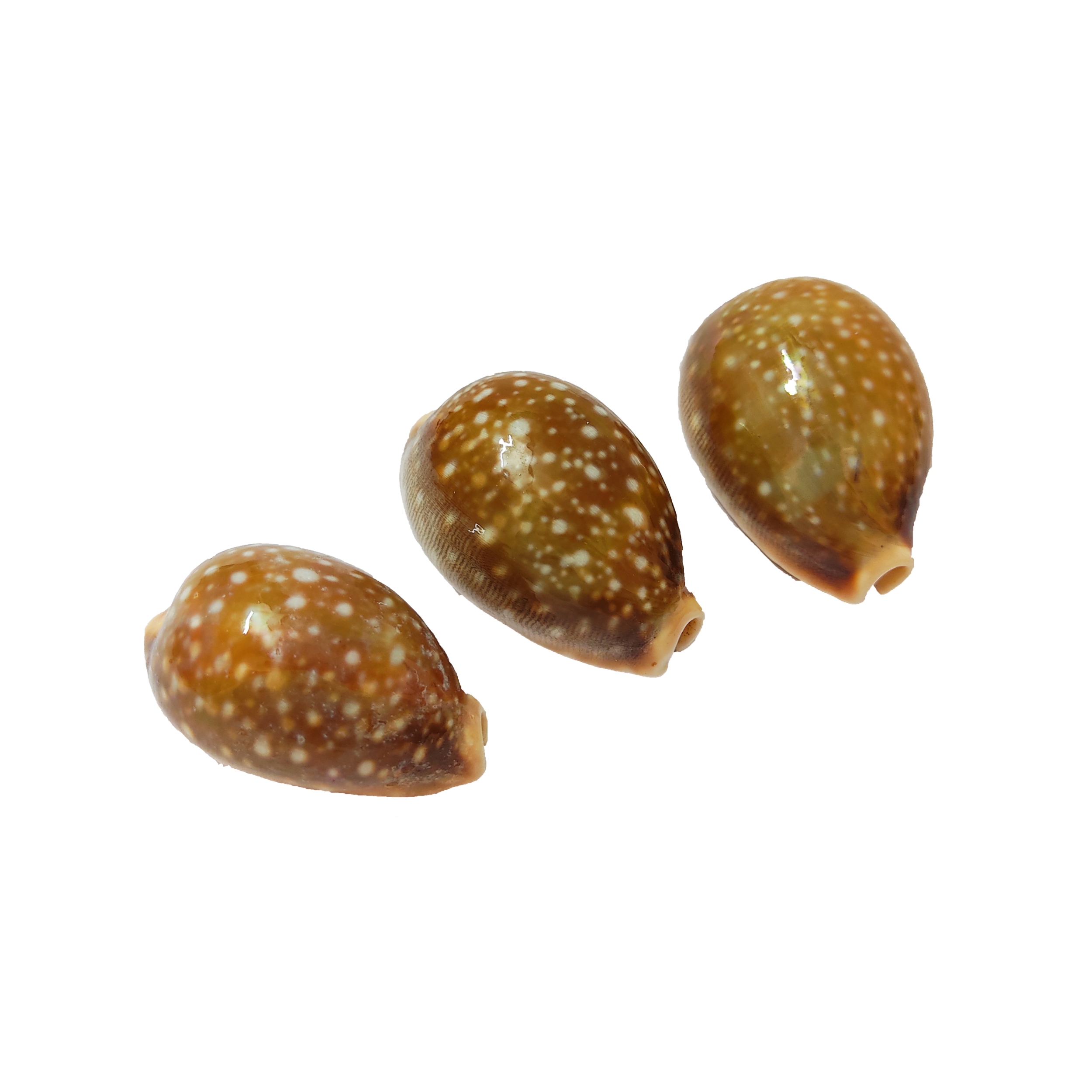 صدف تزیینی آکواریوم کد 78 مجموعه سه عددی