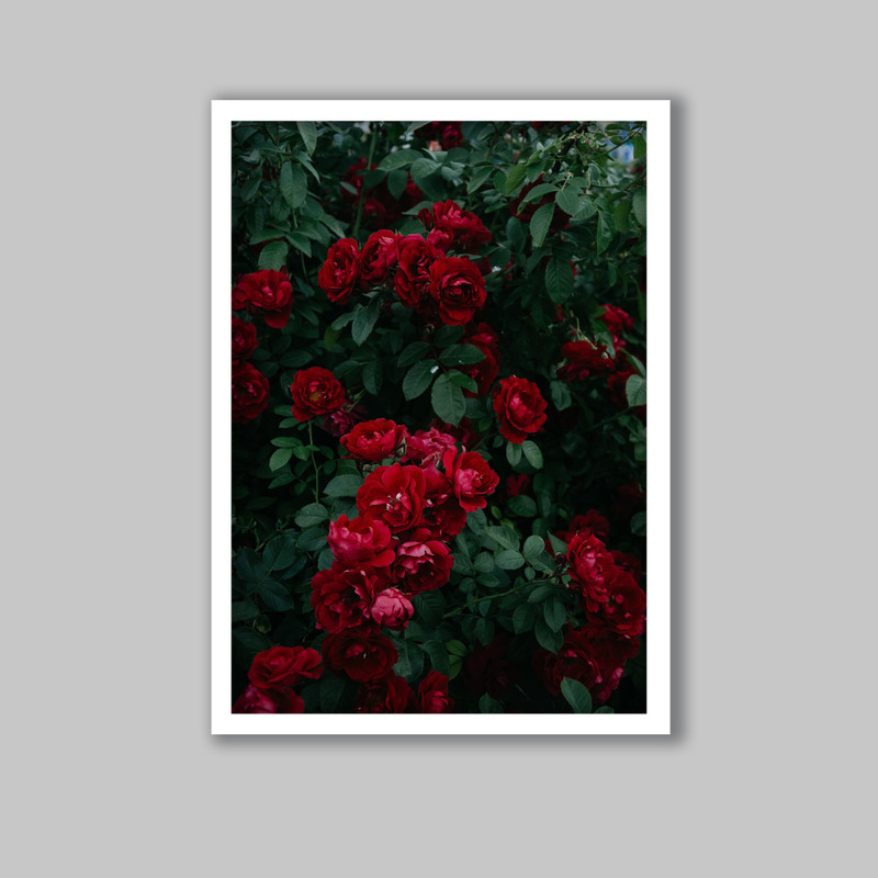 تابلو مدل گل رز کد LA-G10237 | دنیای قاب