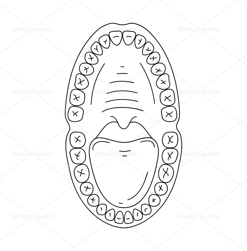 وکتور دهان و دندان | گرافیک با طعم تربچه