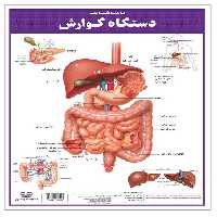 پوستر کالبد شناسی دستگاه گوارش 50*35 (گلاسه،باجعبه) - ناشربوک | خرید آنلاین کتاب