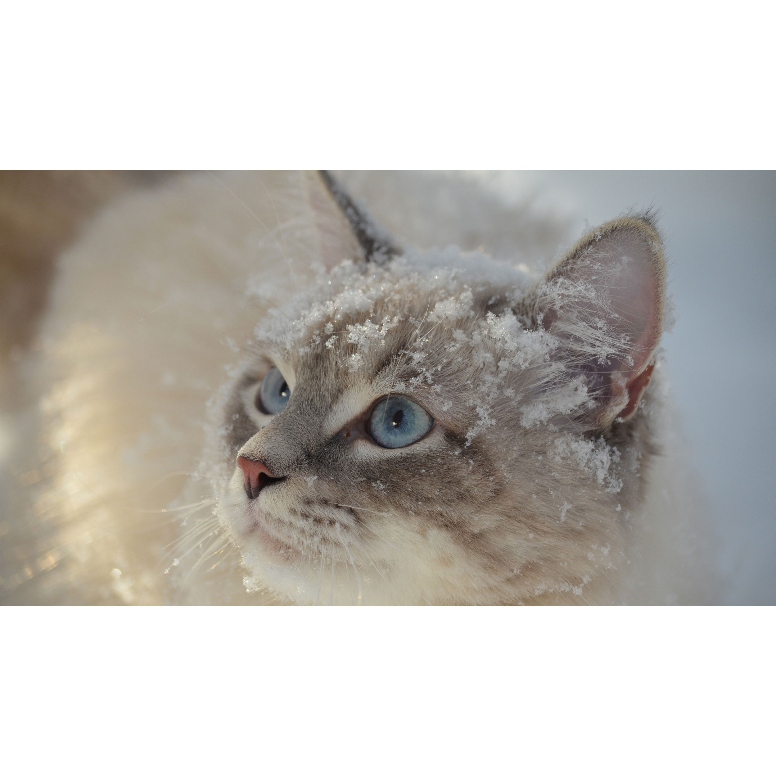 تابلو شاسی طرح گربه و برف مدل T7725