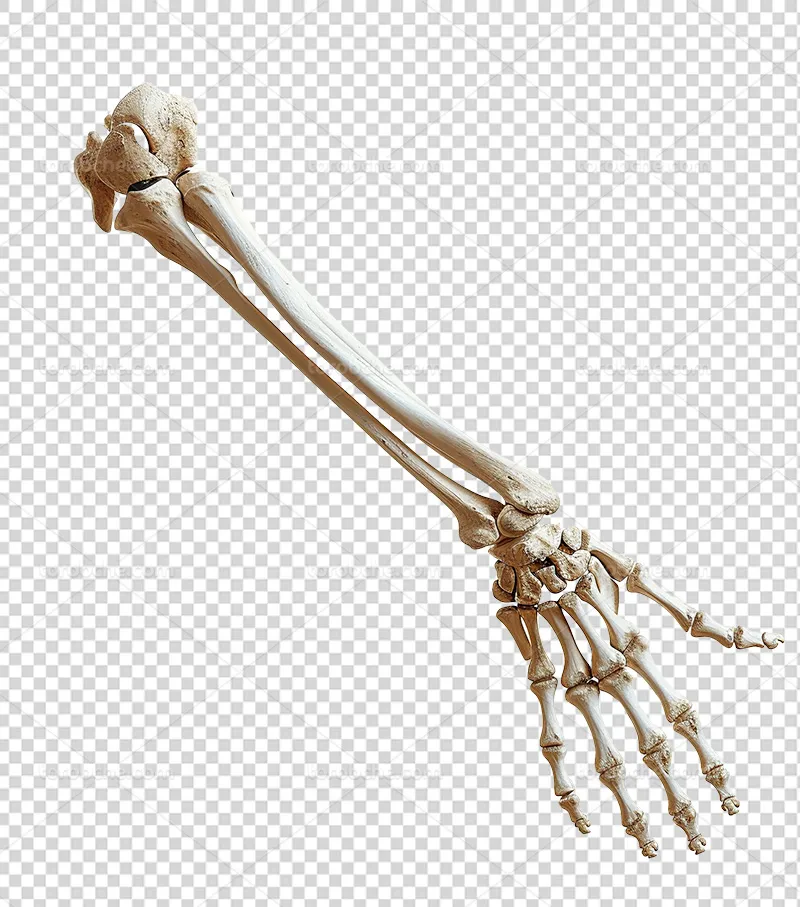 عکس PNG اسکلت دست | گرافیک با طعم تربچه