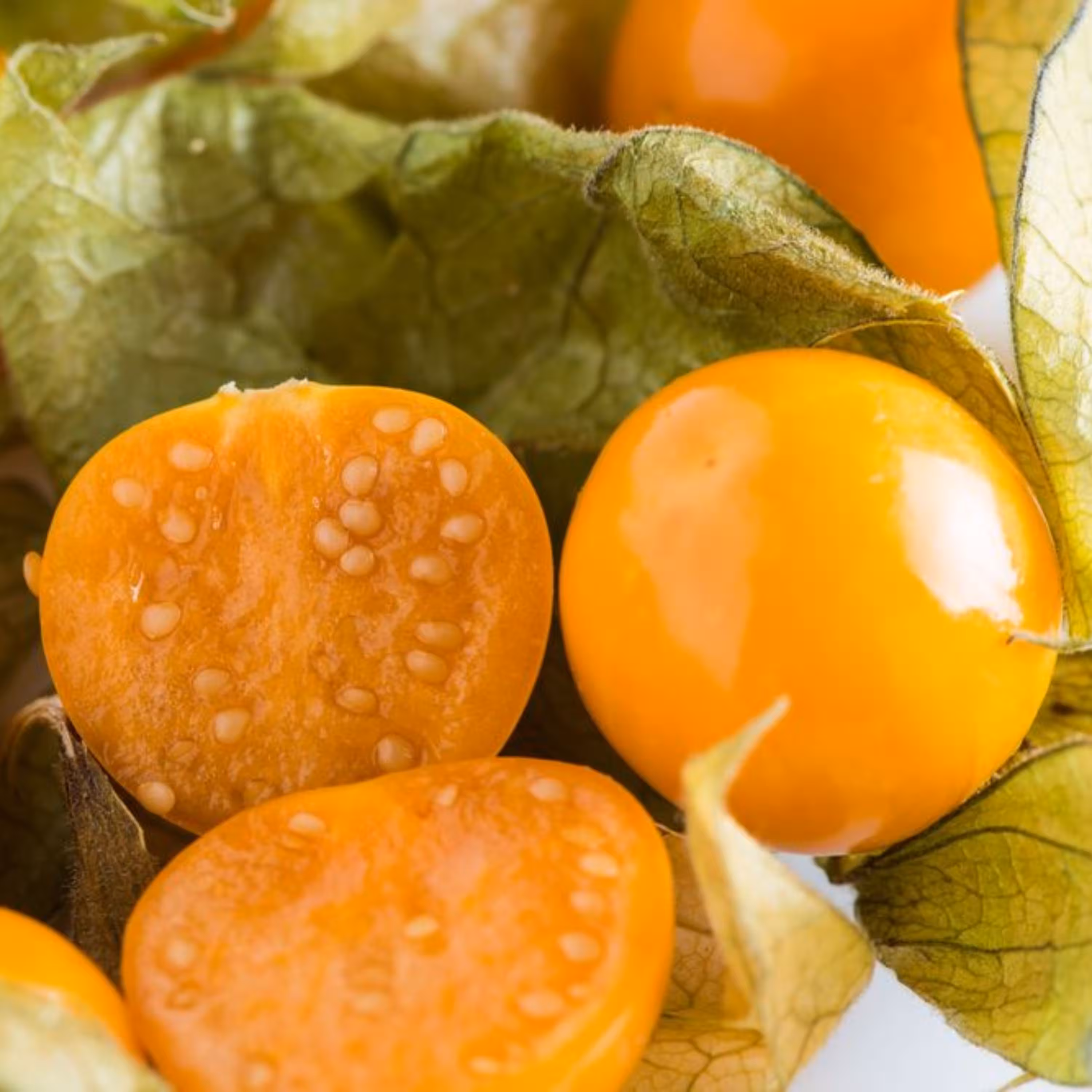 بذر فیسالیس (عروسک پشت پرده) زرد و نارنجی