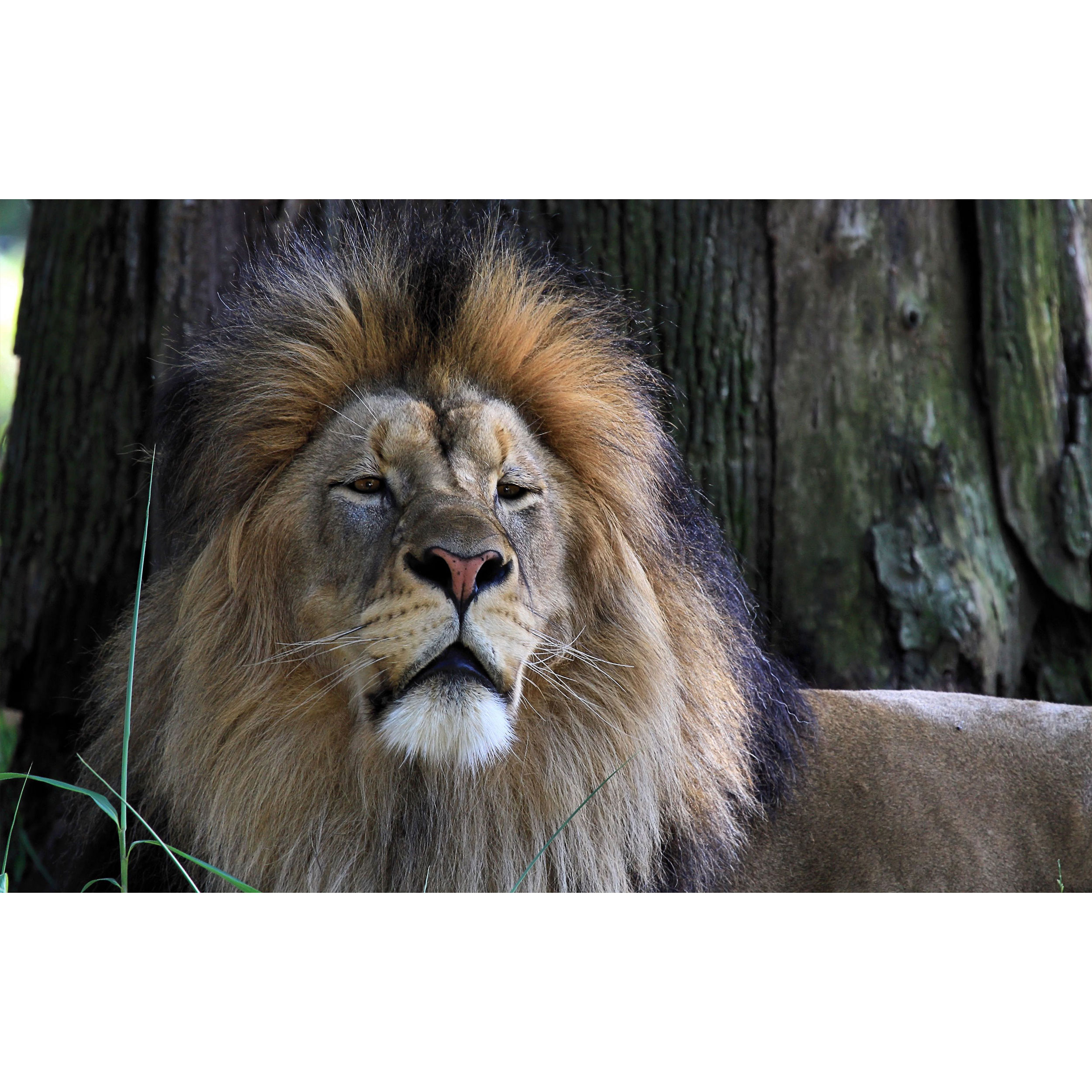 تابلو شاسی طرح شیر مدل T7813