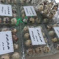 تخم بلدرچین خوراکی بسته 36تایی