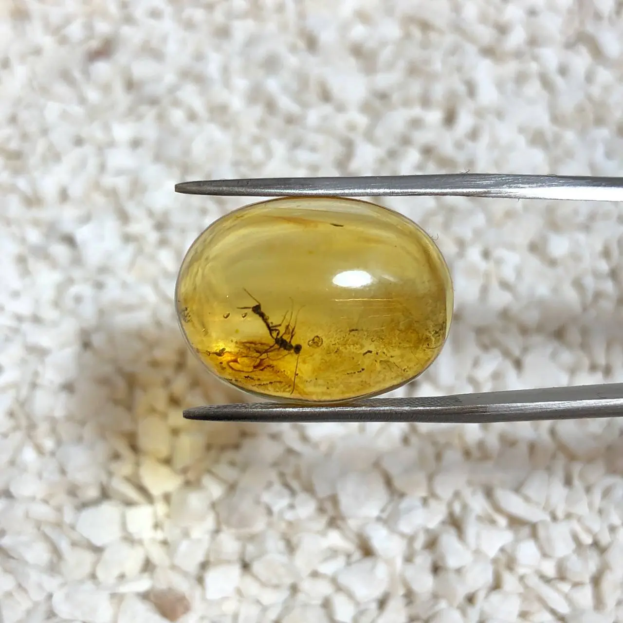 کهربا فسیلی حشره دار لهستان 241557