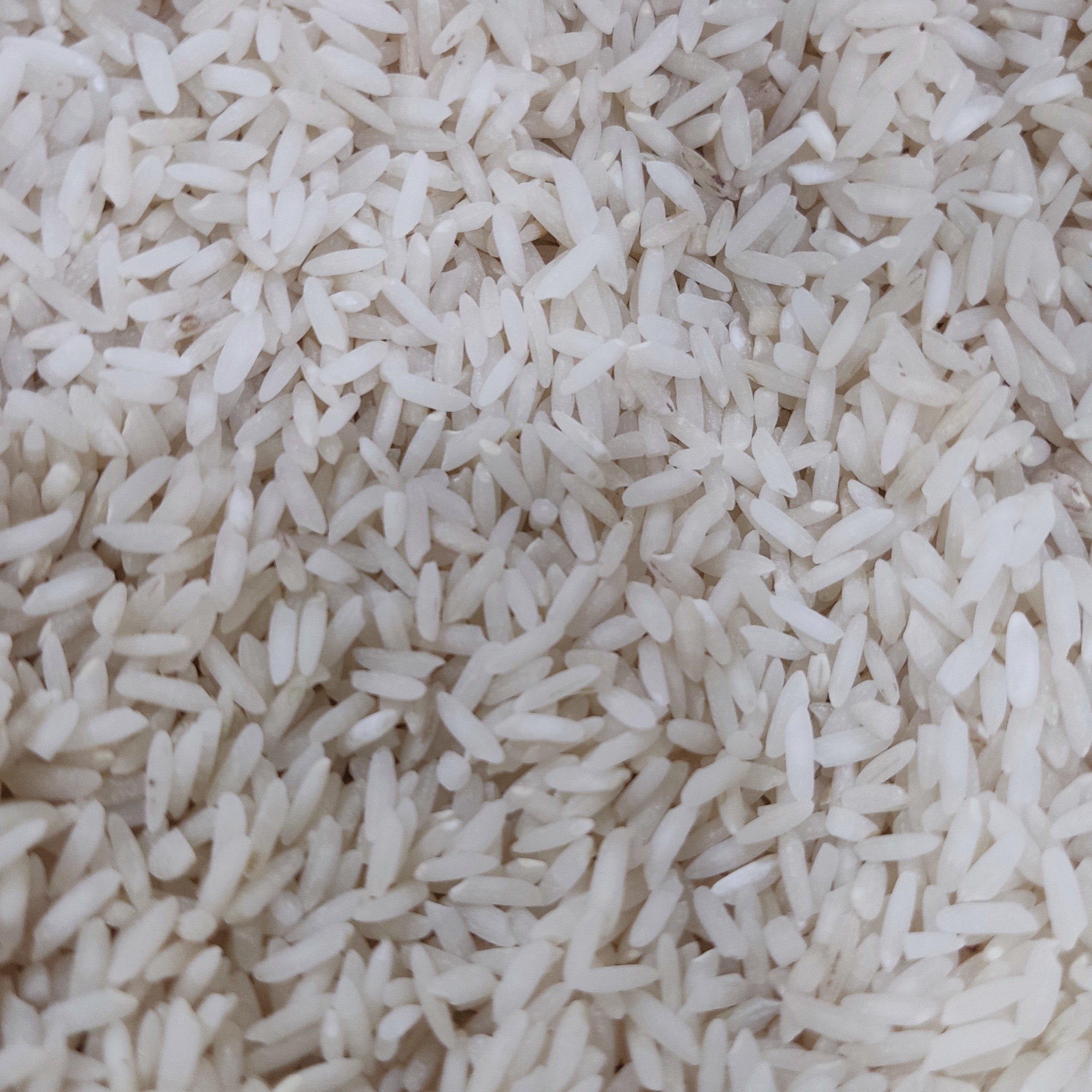 برنج کشت دوم