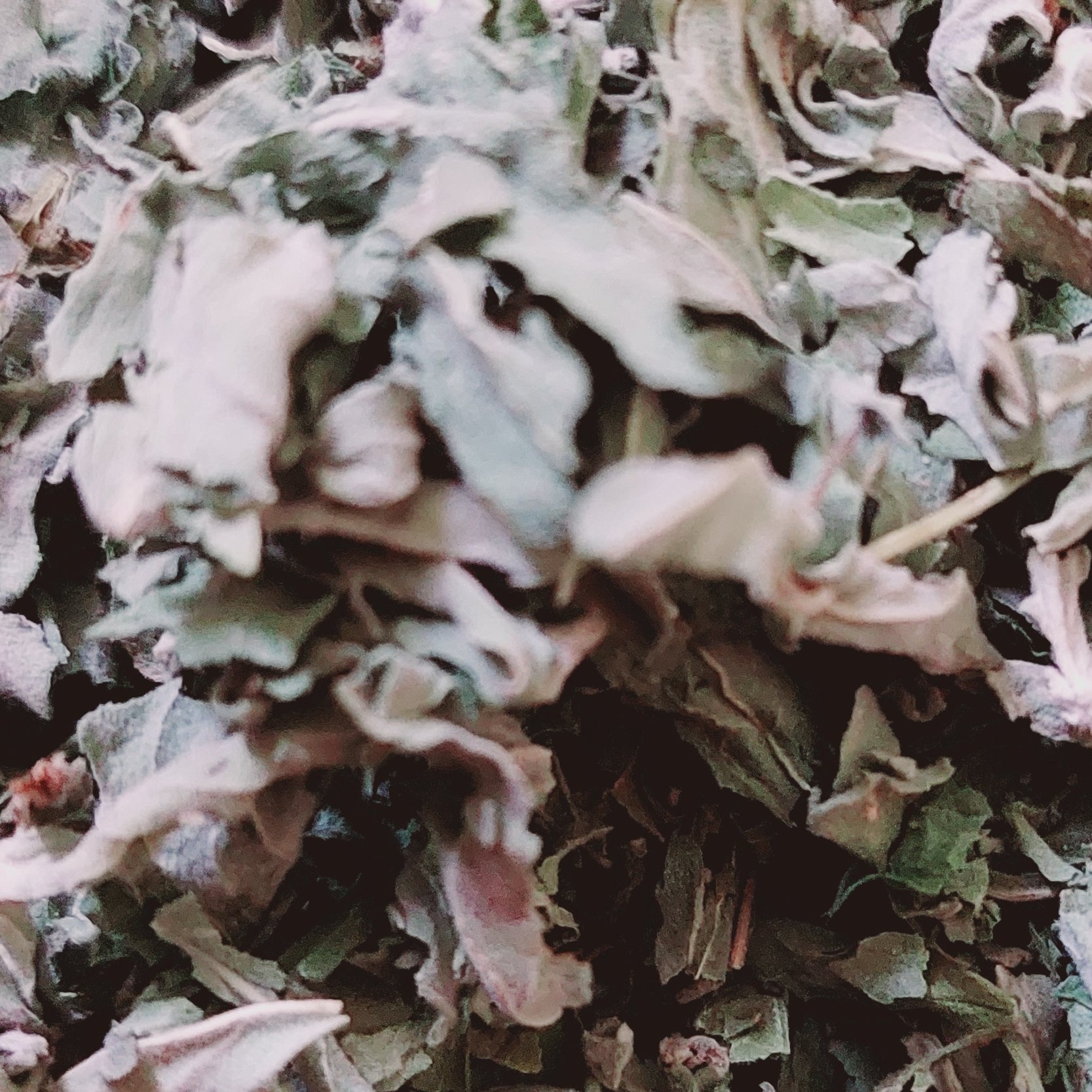 پونه خشک وحشی با عطر عالی