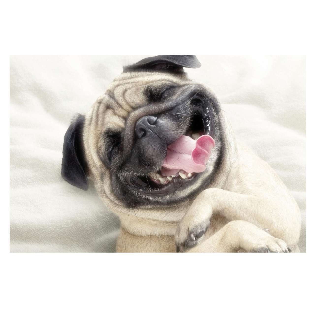 تابلو شاسی طرح سگ کد 0278