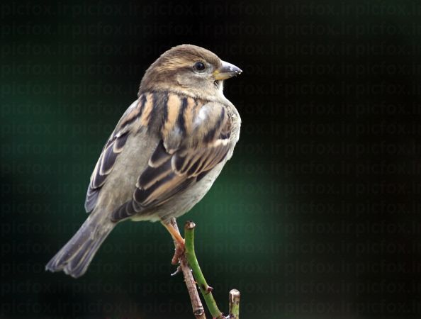 خرید و دانلود عکس Animals-Part-3 - کیفیت بالا | پیک فاکس | Pic Fox