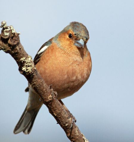 خرید و دانلود عکس Animals-Part-3 - کیفیت بالا | پیک فاکس | Pic Fox