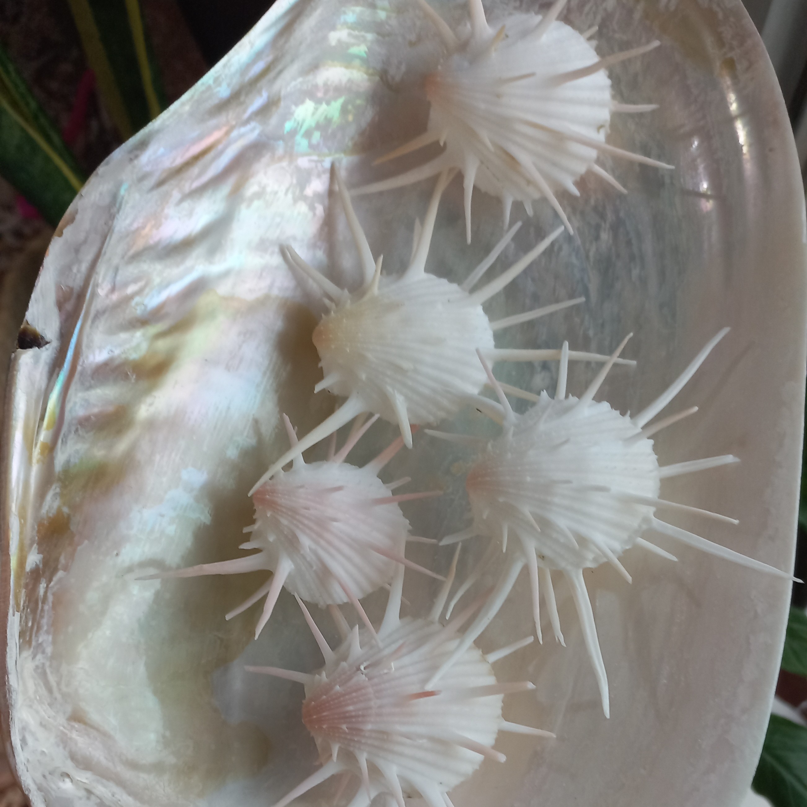 صدف دوکفه ای 