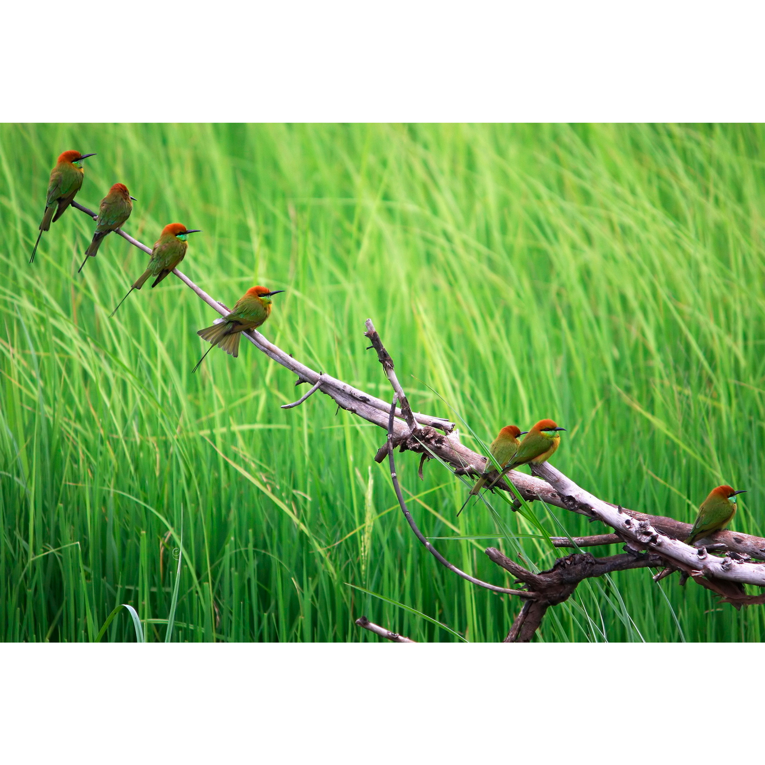 تابلو شاسی مدل گنجشک و شاخه درخت T7210