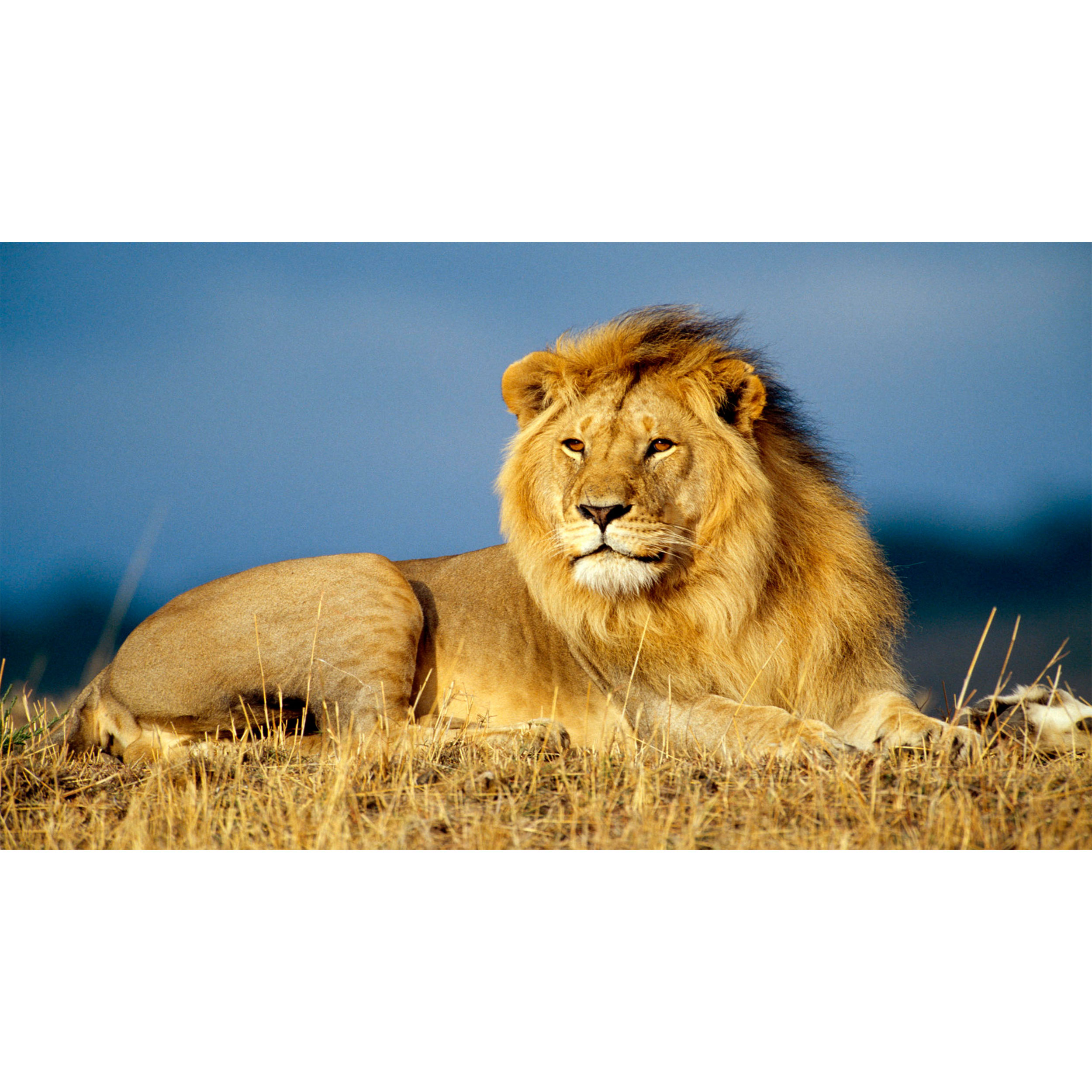 تابلو شاسی طرح شیر مدل T7658