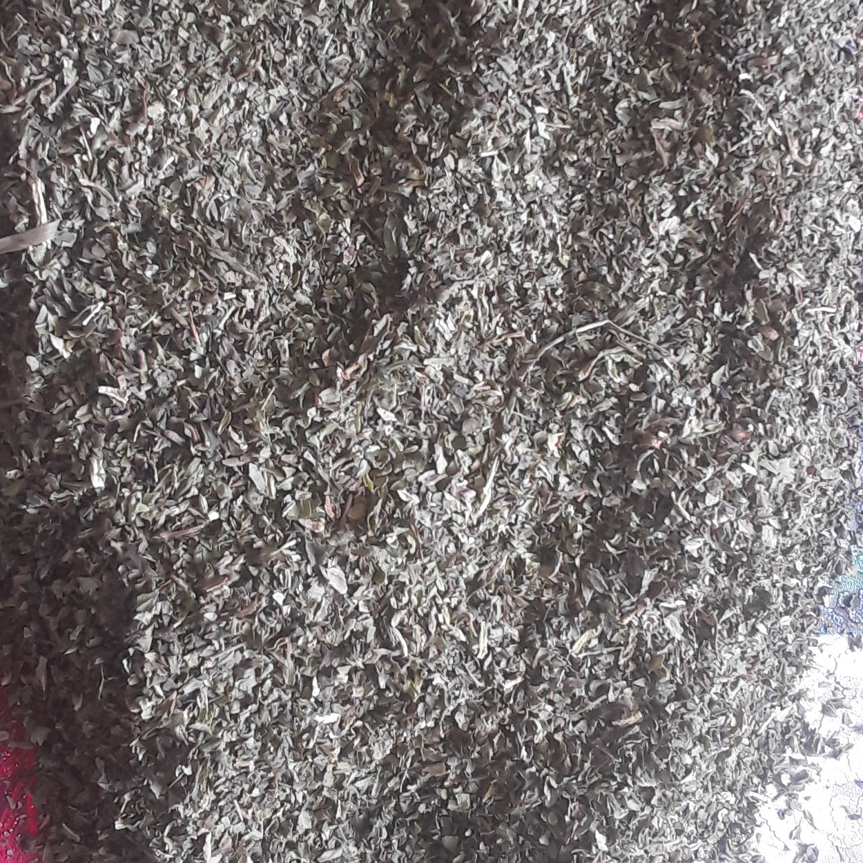 نعناع خشک حاصل تازه 