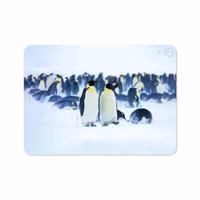 برچسب پوششی ماهوت مدل Penguin مناسب برای تبلت اپل iPad Pro 11 2018 A2013