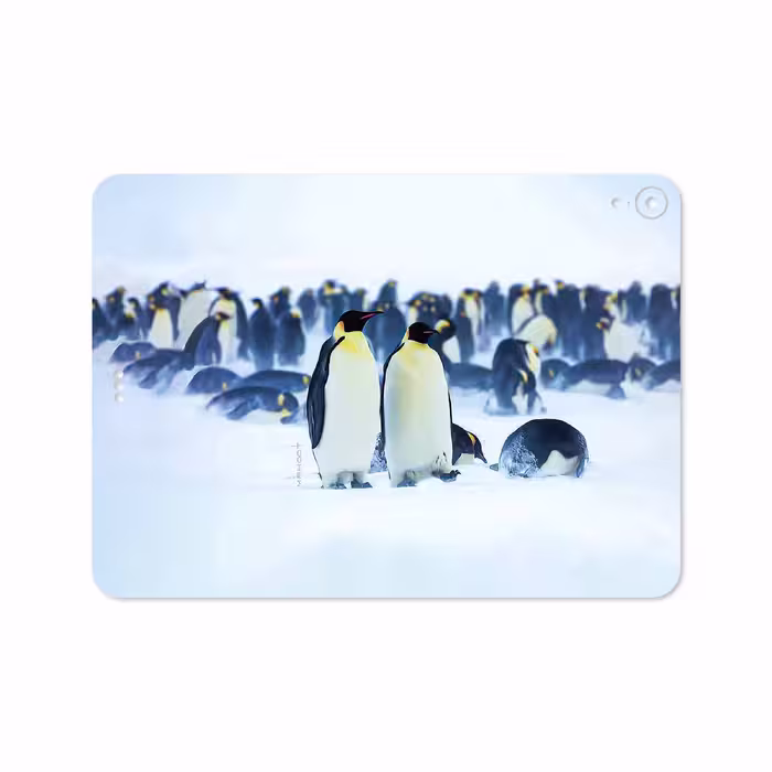 برچسب پوششی ماهوت مدل Penguin مناسب برای تبلت اپل iPad Pro 11 2018 A2013