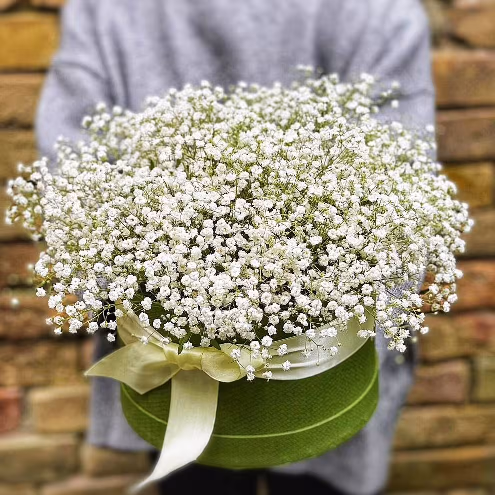 بذر گل ژیپسوفیلا سفید آمریکایی بسته 30 عددی