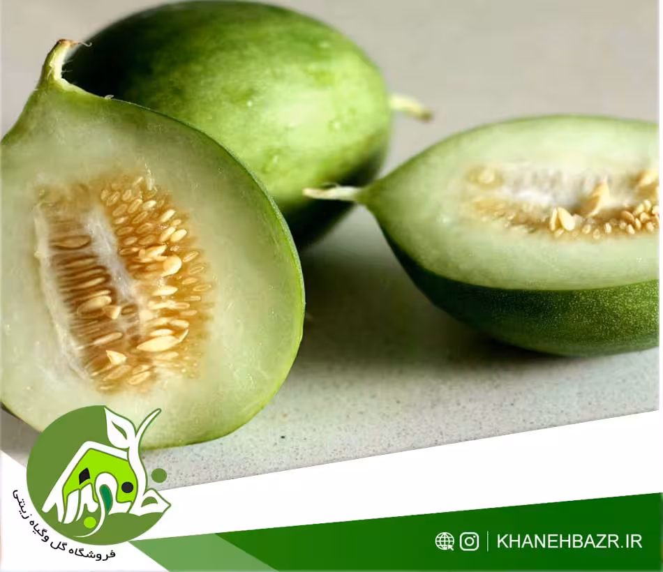 بذر خیار گرد کاروسل ایتالیایی 10 عدد - خانه بذر | فروشگاه بذر وارداتی گل و گیاه زینتی 1404