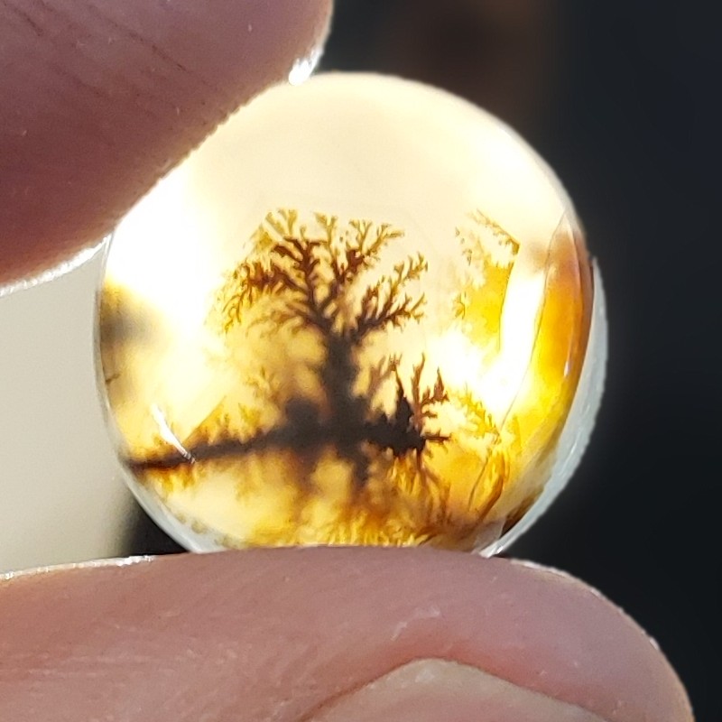 شجر درختی تک درخت 