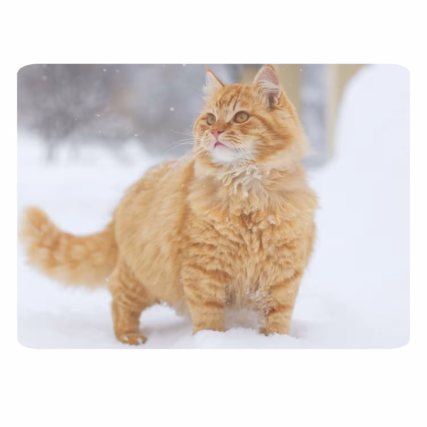 ماوس پد طرح گربه کد B48