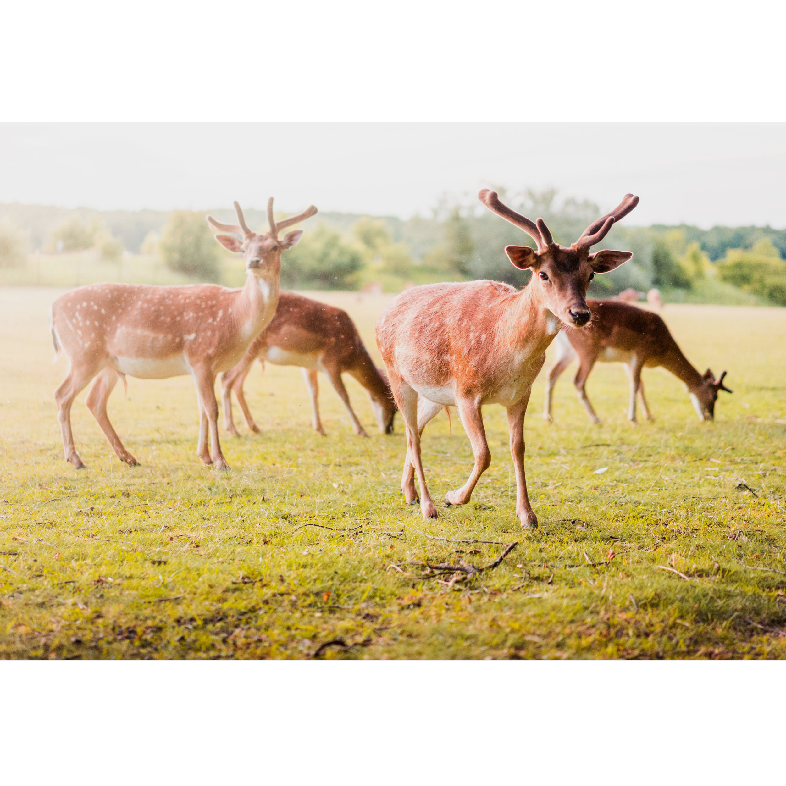 تابلو شاسی طرح طرح منظره طبیعت و گوزن مدل T1840