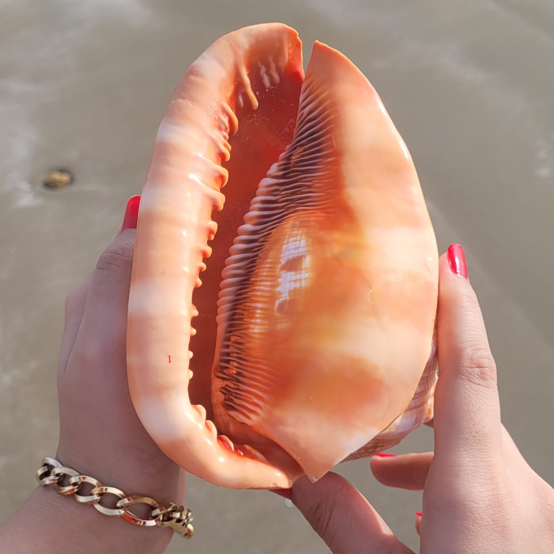 صدف کلکسیونی هلمت(لب قرمز)