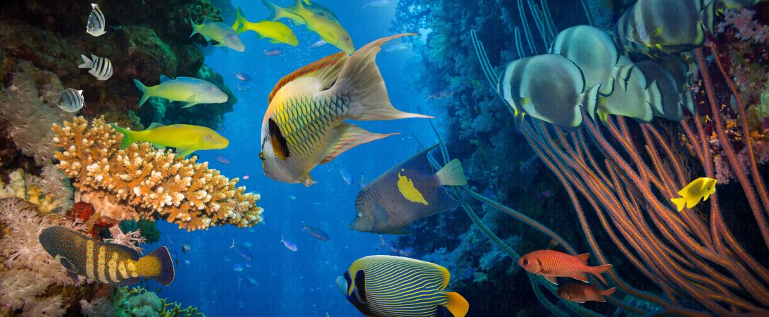 خرید و دانلود عکس Sea fish کد 42662 | پیک فاکس | Pic Fox