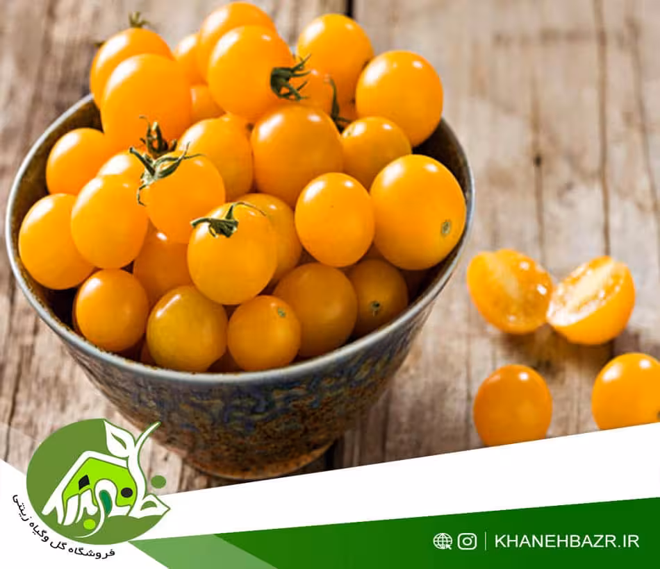 بذر گوجه فرنگی چری زرد - خانه بذر | فروشگاه بذر وارداتی گل و گیاه زینتی 1404