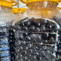 زیتون سیاه بدون آب با ماندگاری بالا در پت های 7 کیلویی بدون نیاز به بسته بندی