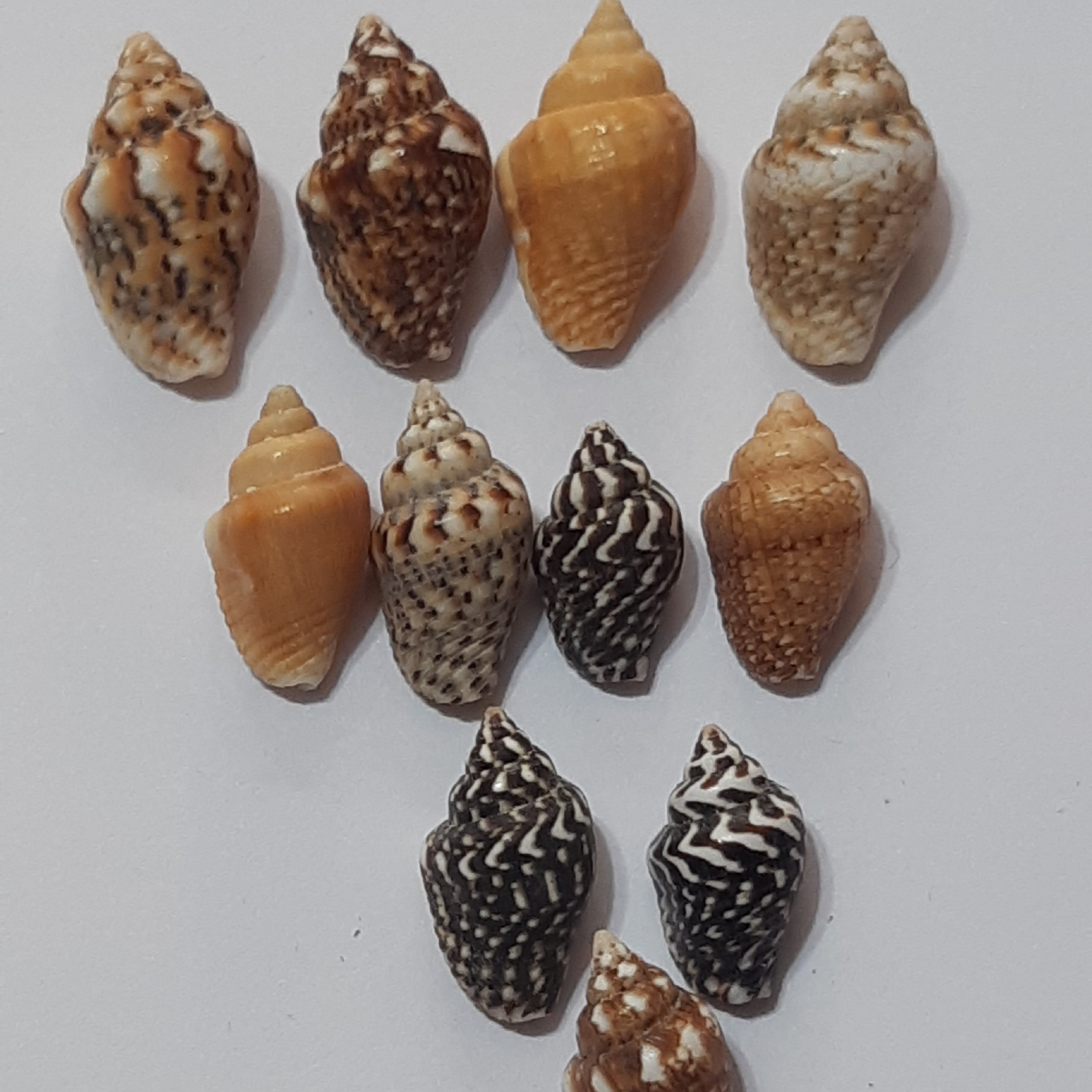 صدف همه رنگ