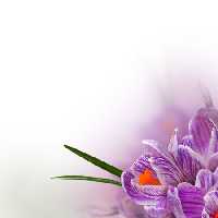 خرید و دانلود عکس Flower-Part-9 کد 18415 | پیک فاکس | Pic Fox