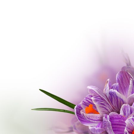 خرید و دانلود عکس Flower-Part-9 کد 18415 | پیک فاکس | Pic Fox