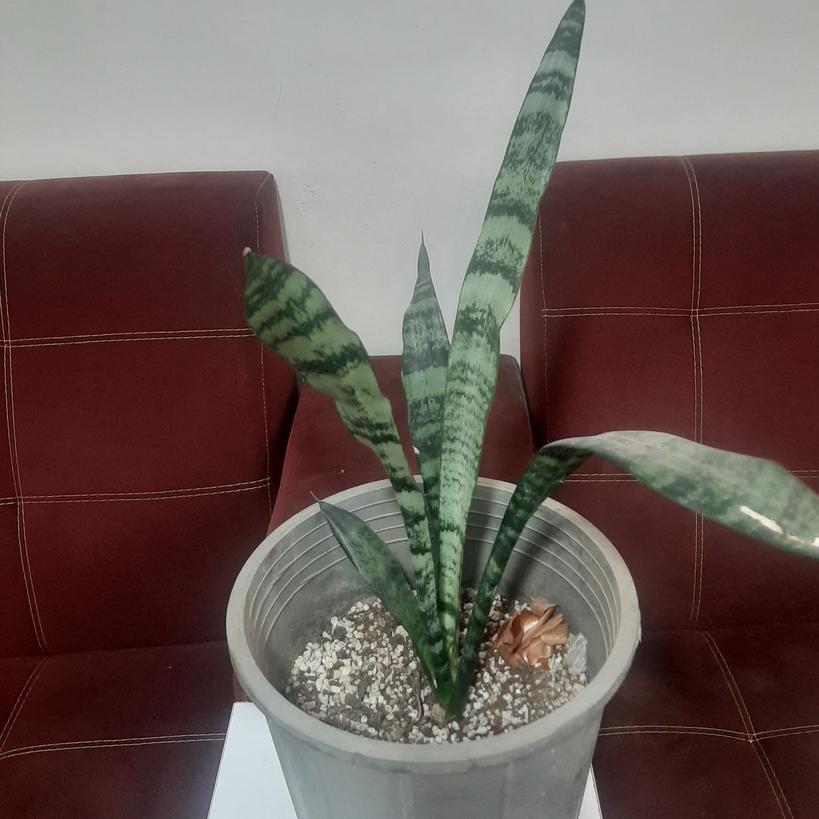 گلدان گل سنسوریا