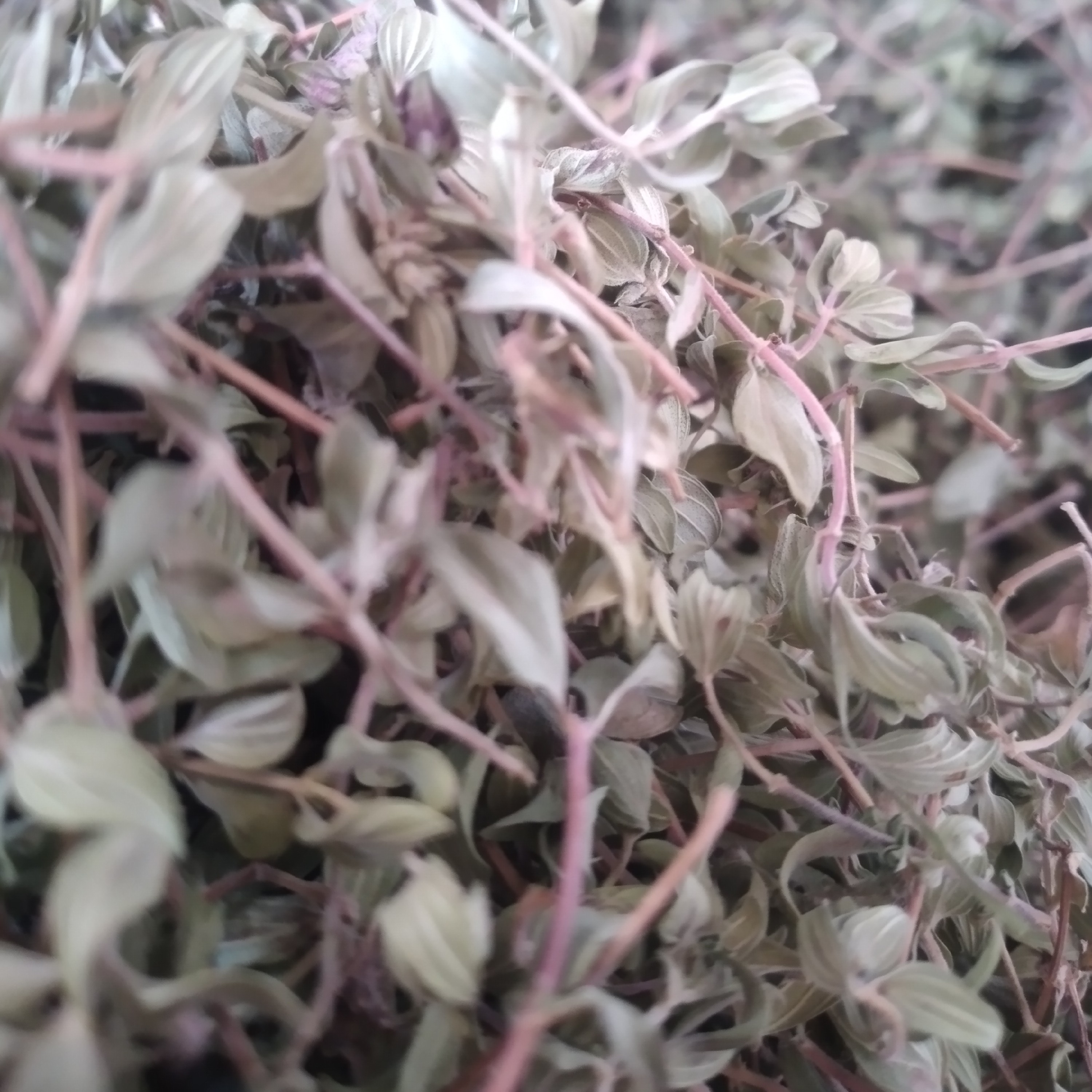 آویشن تبریز  درجه یک دستچین امسال