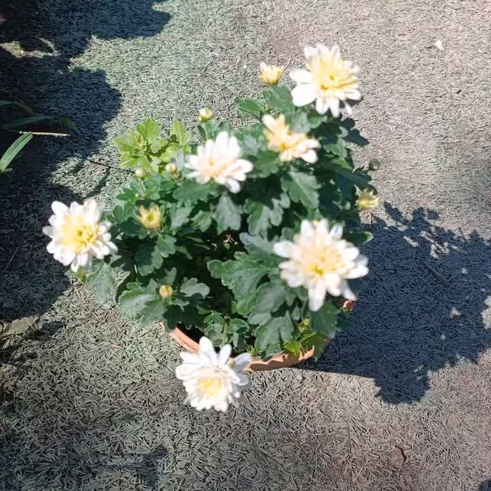 گل داوودی کوچیک 