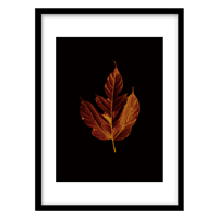 قیمت و خرید تابلو دکوراتیو مدل عکاسی برگ پاییزی کد 0991