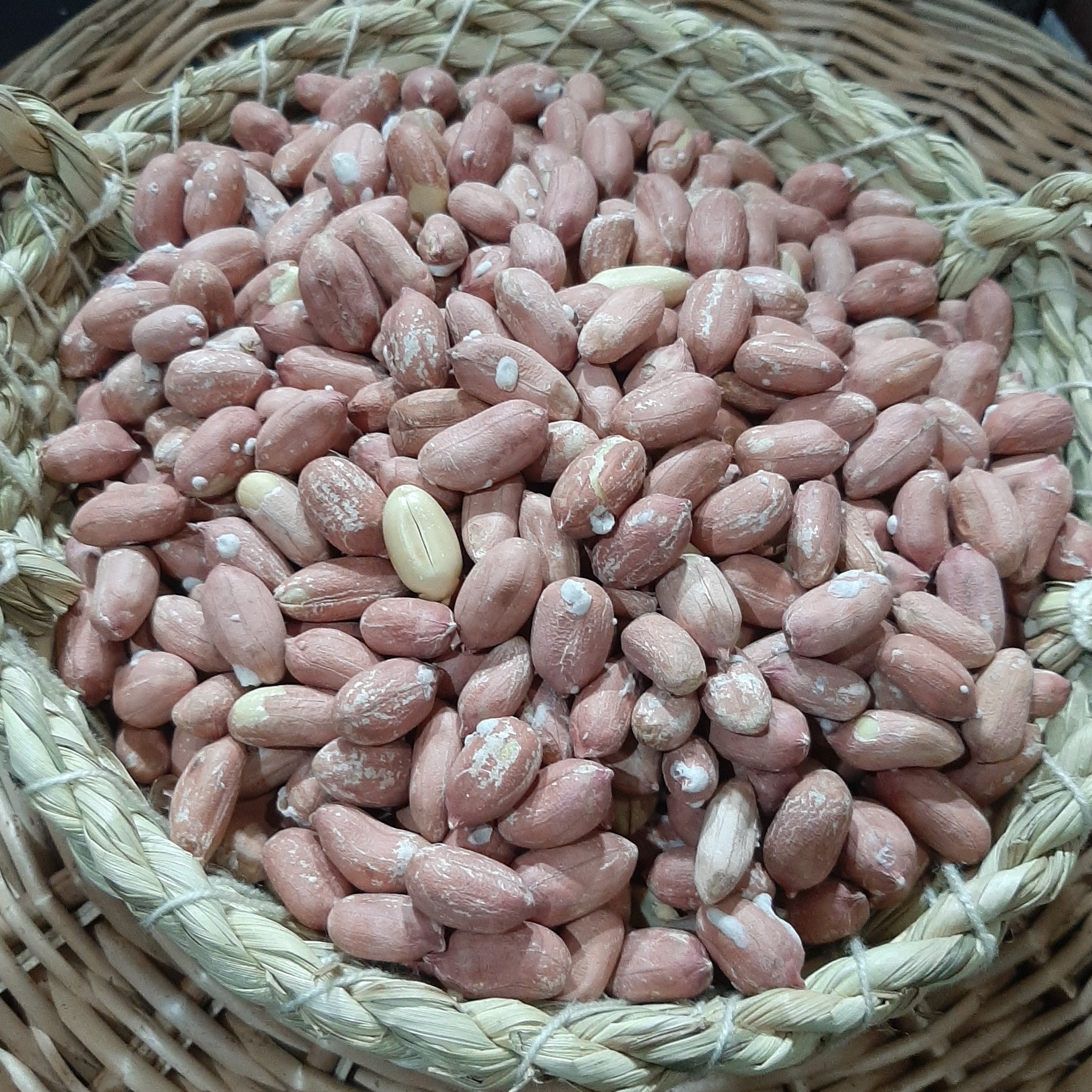 بادام زمینی  محصول 1403درشت درجه 1 (پس کرایه)