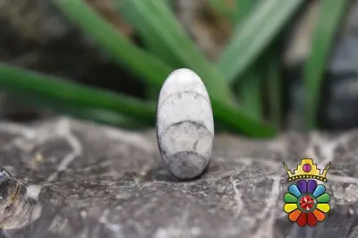 فسیل ارتوسراز مراکش