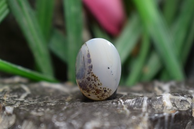 عقیق شجر برزیل