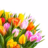 خرید و دانلود عکس Flower-Part-2 کد 17699 | پیک فاکس | Pic Fox